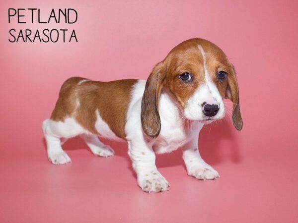 Dachshund-DOG-Female-RED WHITE-25678-Dream Tails Sarasota, Florida
