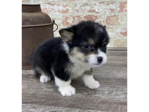 Pembroke Welsh Corgi-DOG-Male-Black / Tan-25733-Dream Tails Sarasota, Florida