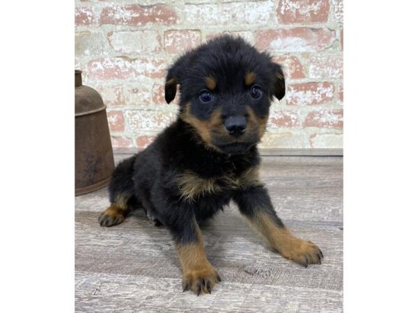 Rottweiler-DOG-Male-Black / Rust-25734-Dream Tails Sarasota, Florida