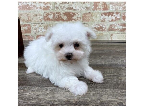 Maltese-DOG-Female-White-25732-Dream Tails Sarasota, Florida