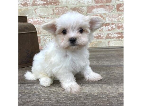 Morkie-DOG-Male-Cream-25738-Dream Tails Sarasota, Florida