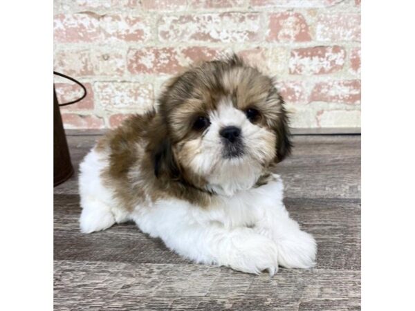 Shih Tzu-DOG-Male-Gold / White-25735-Dream Tails Sarasota, Florida