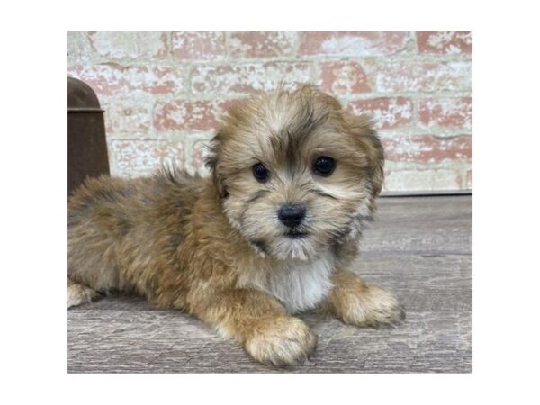 Yorkiepoo-DOG-Male-Golden-25740-Dream Tails Sarasota, Florida