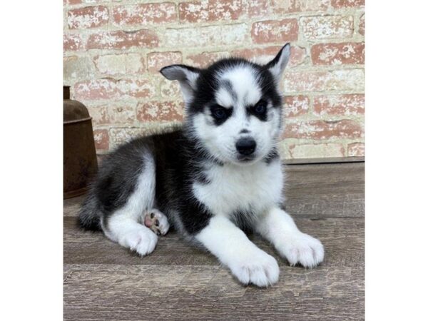 Siberian Husky-DOG-Male-Black / White-25736-Dream Tails Sarasota, Florida