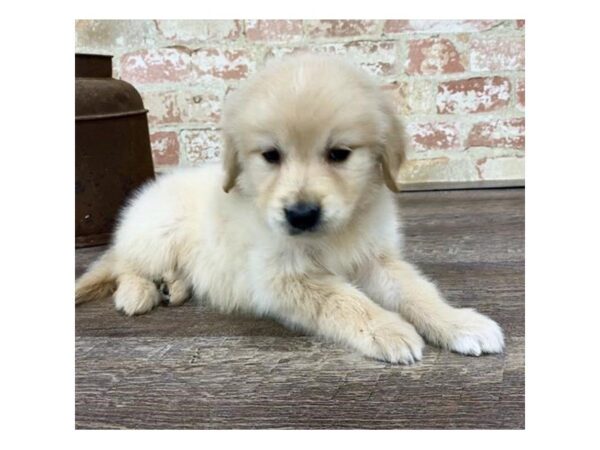 Golden Retriever-DOG-Male-Golden-25731-Dream Tails Sarasota, Florida