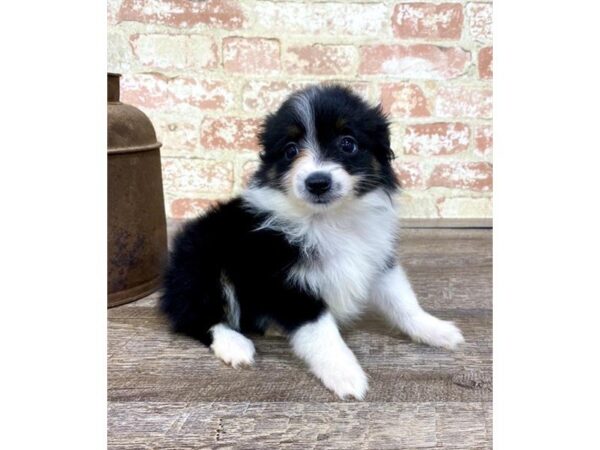 Toy Australian Shepherd-DOG-Female-Black-25737-Dream Tails Sarasota, Florida