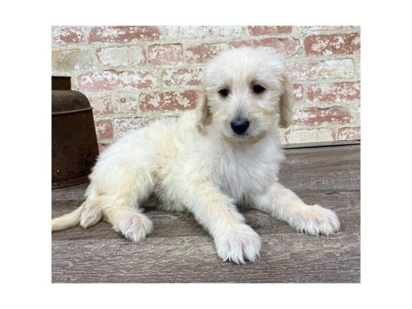 Labradoodle 2nd Generation-DOG-Female-Yellow-25739-Dream Tails Sarasota, Florida