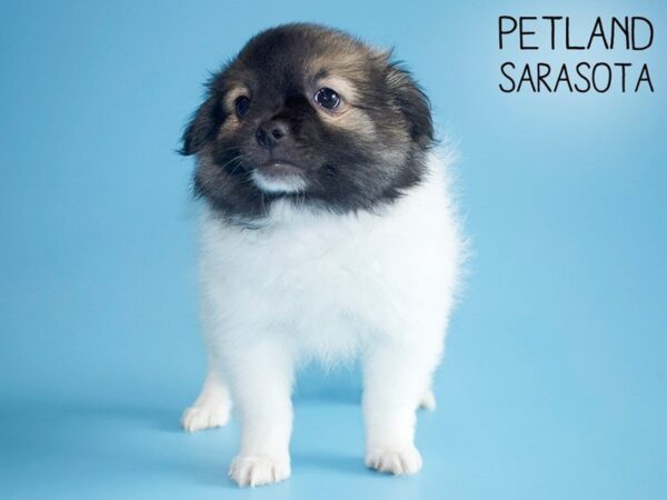 Pomeranian-DOG-Male-TRI-25730-Dream Tails Sarasota, Florida