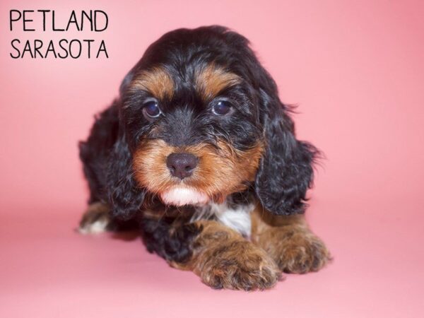 Cavapoo-DOG-Female-TRI-25729-Dream Tails Sarasota, Florida