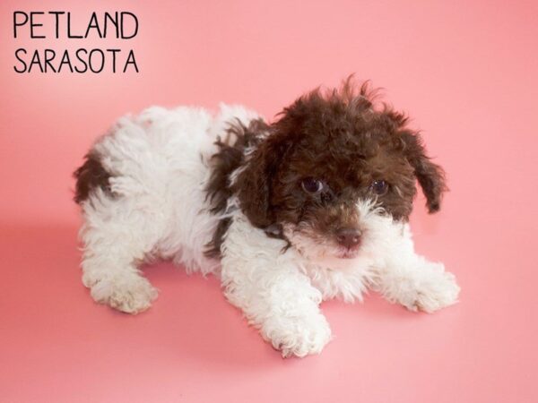 Miniature Poodle-DOG-Female-CHOC WHITE PARTI-25727-Dream Tails Sarasota, Florida