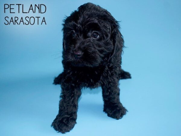 Cockadoodle-DOG-Male-CHOC-25726-Dream Tails Sarasota, Florida