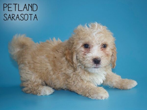 Bichonpoo-DOG-Male-RED-25725-Dream Tails Sarasota, Florida