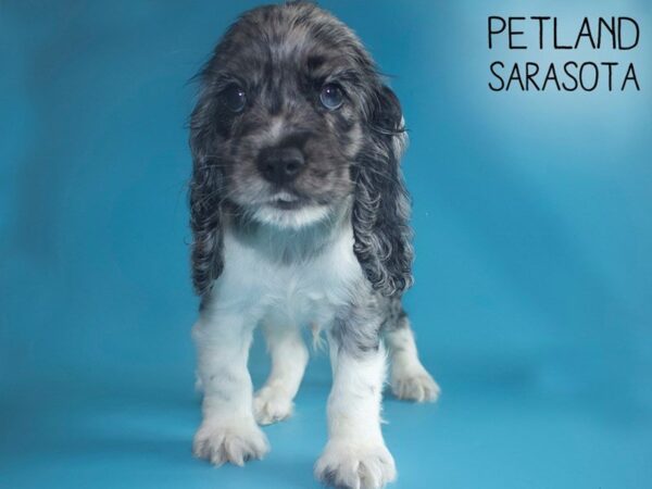 Cocker Spaniel-DOG-Male-BLUE MERLE-25724-Dream Tails Sarasota, Florida