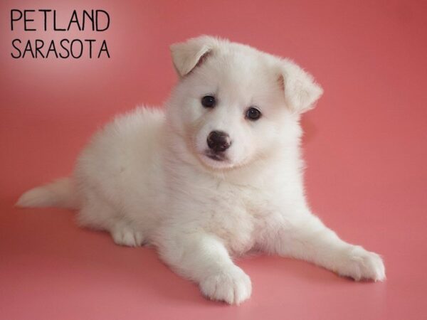Pomsky-DOG-Female-White-25723-Dream Tails Sarasota, Florida