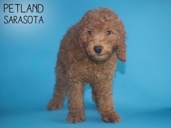 F2 MINI GOLDENDOODLE-DOG-Male-Red-25721-Dream Tails Sarasota, Florida