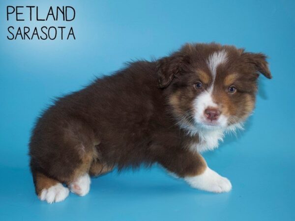 Australian Shepherd-DOG-Male-Red Tri-25720-Dream Tails Sarasota, Florida