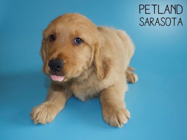 Golden Retriever-DOG-Male-Golden-25716-Dream Tails Sarasota, Florida