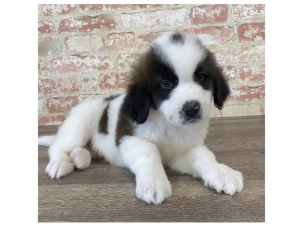 Saint Bernard-DOG-Male-Brown / White-25760-Dream Tails Sarasota, Florida