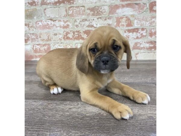 Puggle-DOG-Male-Fawn-25765-Dream Tails Sarasota, Florida