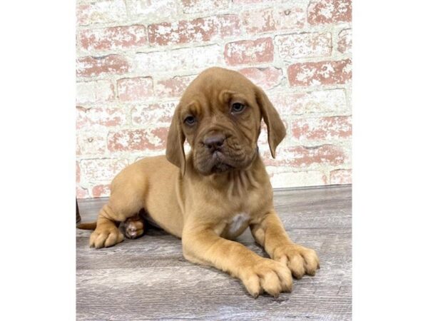 Dogue De Bordeaux-DOG-Female-Red-25763-Dream Tails Sarasota, Florida