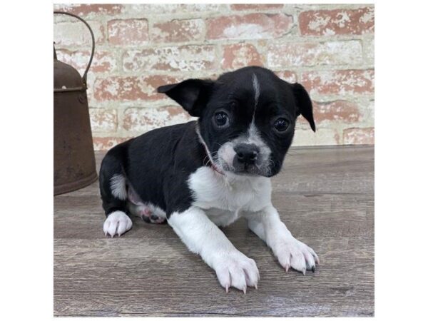 Boston Terrier-DOG-Male-Black / White-25755-Dream Tails Sarasota, Florida