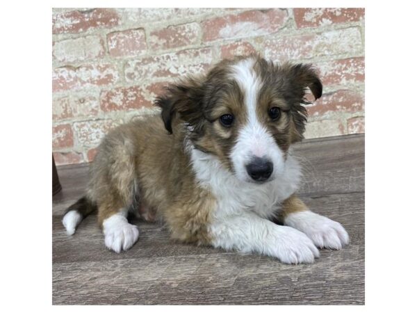 Shetland Sheepdog-DOG-Male-Sable / White-25762-Dream Tails Sarasota, Florida