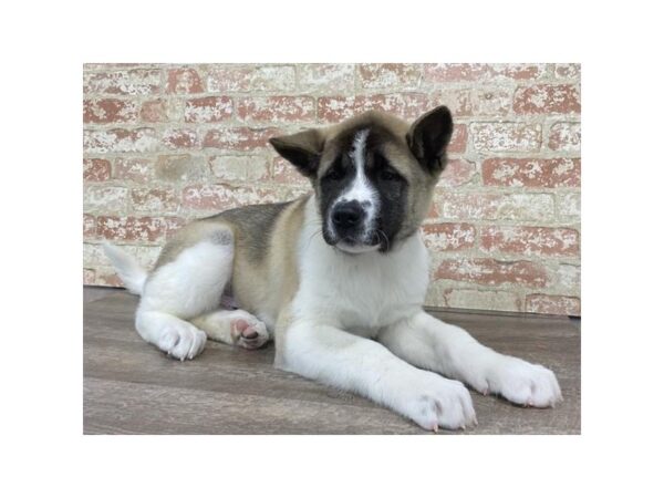 Akita-DOG-Male-Black Brindle-25753-Dream Tails Sarasota, Florida