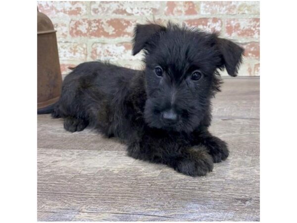 Scottish Terrier-DOG-Male-Black-25761-Dream Tails Sarasota, Florida
