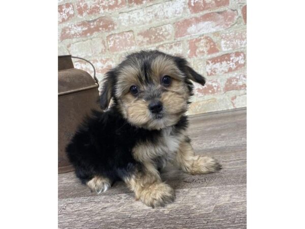Morkie-DOG-Female-Black / Tan-25767-Dream Tails Sarasota, Florida