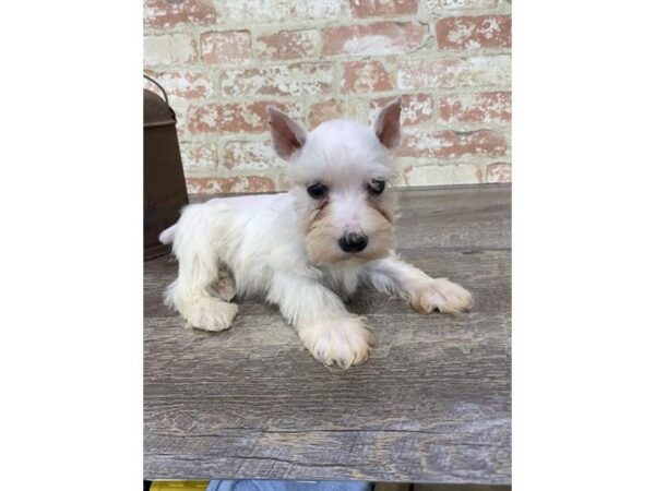 Miniature Schnauzer-DOG-Male-White-25757-Dream Tails Sarasota, Florida