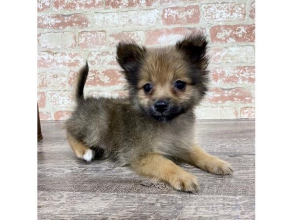 Pomeranian-DOG-Female-Sable-25758-Dream Tails Sarasota, Florida
