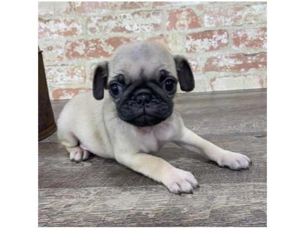Pug-DOG-Male-Fawn-25759-Dream Tails Sarasota, Florida
