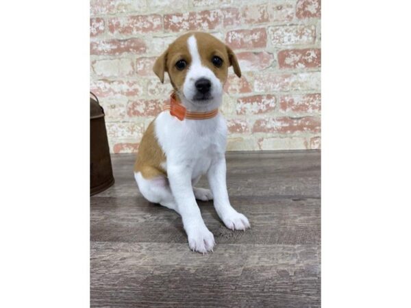 Jack Russell Terrier-DOG-Male-White-25764-Dream Tails Sarasota, Florida