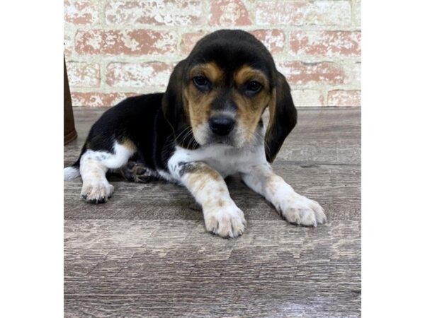 Beagle-DOG-Female-Black-25754-Dream Tails Sarasota, Florida