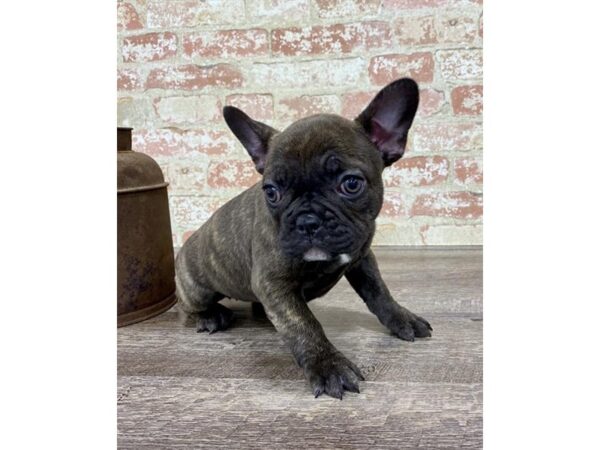 French Bulldog-DOG-Female-Chocolate Brindle-25756-Dream Tails Sarasota, Florida