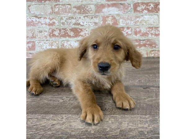 Golden Retriever-DOG-Male-Golden-25769-Dream Tails Sarasota, Florida