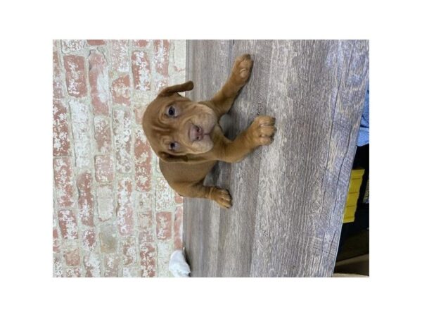 Sharpeagle-DOG-Female-Red-25772-Dream Tails Sarasota, Florida