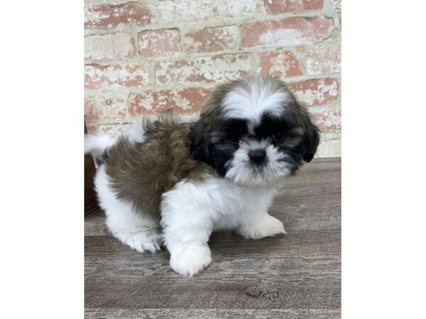 Shih Tzu-DOG-Male-Gold / White-25771-Dream Tails Sarasota, Florida