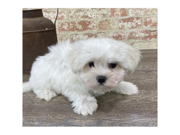 Maltese-DOG-Male-White-25770-Dream Tails Sarasota, Florida