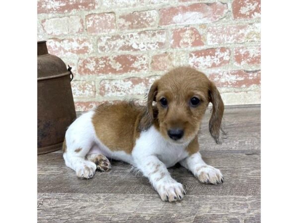 Dachshund-DOG-Female-Wild Boar-25768-Dream Tails Sarasota, Florida