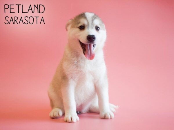 Huskimo-DOG-Female-SILVER WHT-25742-Dream Tails Sarasota, Florida