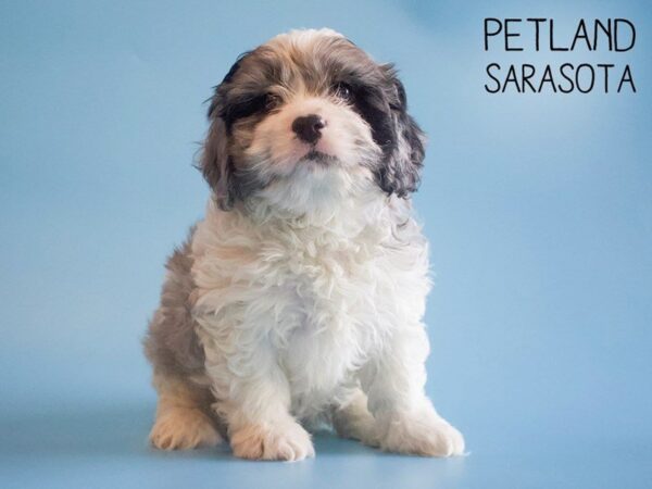 Cavapoo-DOG-Male-BLUE MERLE-25743-Dream Tails Sarasota, Florida