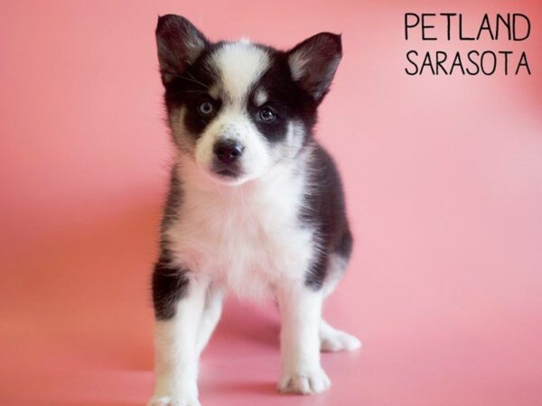 Pomsky-DOG-Female-blk white-25744-Dream Tails Sarasota, Florida