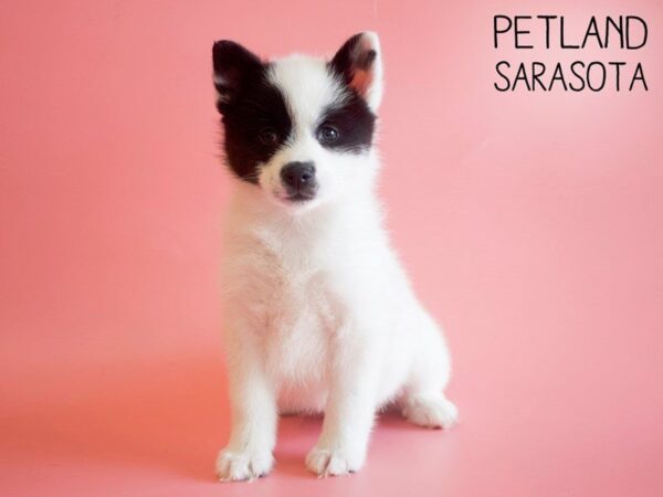 Pomsky-DOG-Female-blk white-25745-Dream Tails Sarasota, Florida