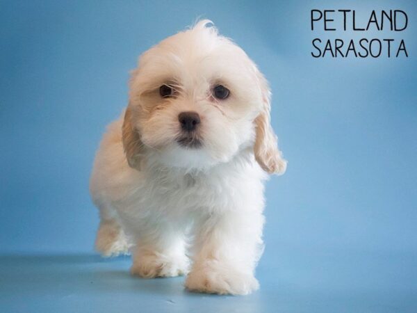 Teddy Bear-DOG-Male-brown white-25747-Dream Tails Sarasota, Florida