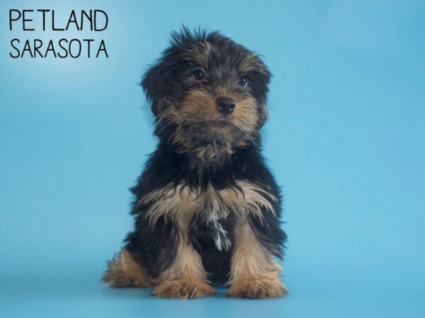 Yorkiepoo-DOG-Male-BLK TAN-25748-Dream Tails Sarasota, Florida