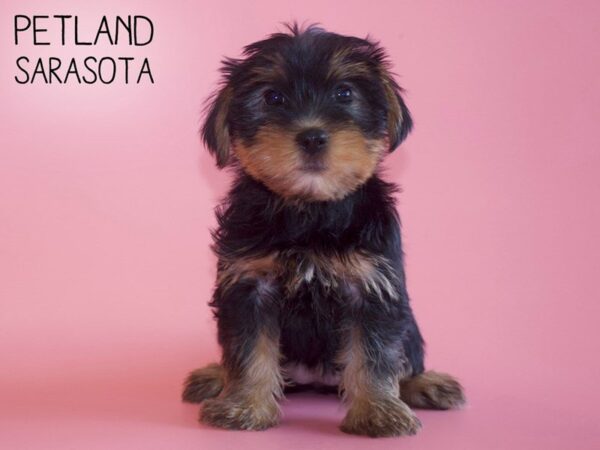 Yorkshire Terrier-DOG-Female-BLK TAN-25749-Dream Tails Sarasota, Florida