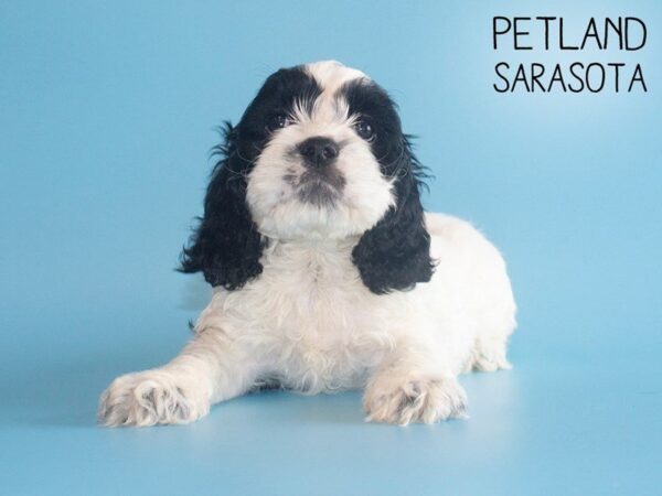 Cocker Spaniel-DOG-Male-BLK WHITE-25750-Dream Tails Sarasota, Florida