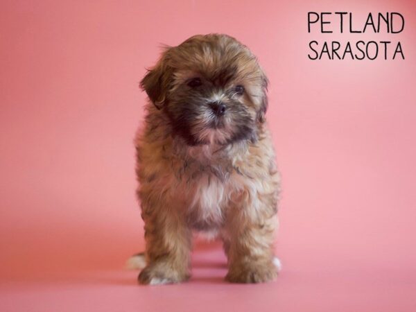 Maltishi-DOG-Female-BROWN WHITE-25751-Dream Tails Sarasota, Florida