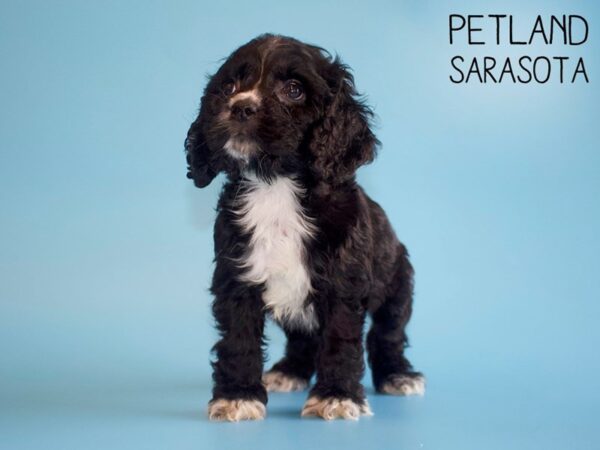Cocker Spaniel-DOG-Male-BLK WHITE-25752-Dream Tails Sarasota, Florida